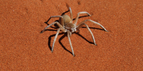 Where Desert Spiders Find Shade and Shelter
