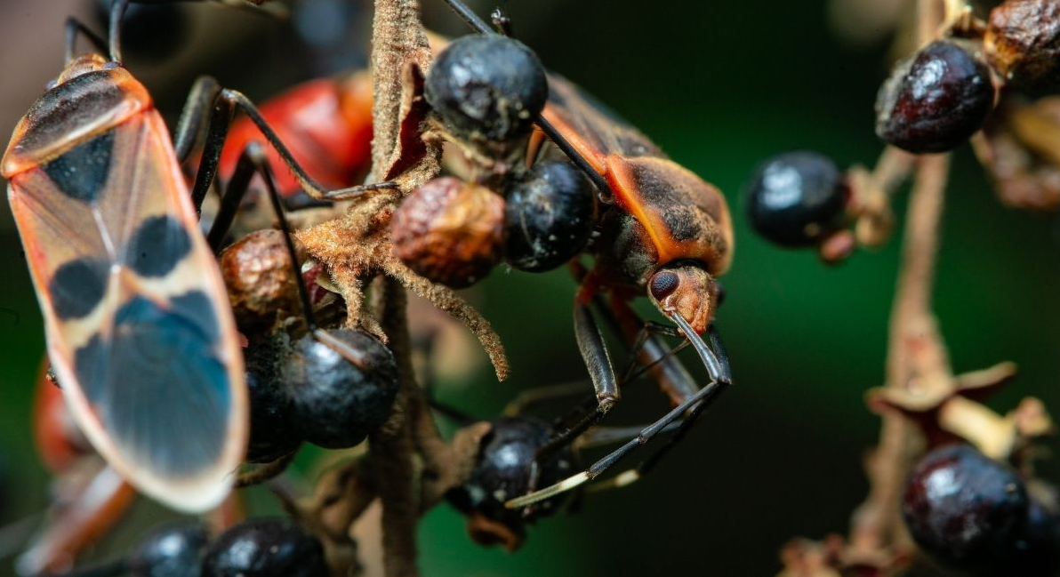Are Elm Seed Bugs Harmful to My Home or Family?