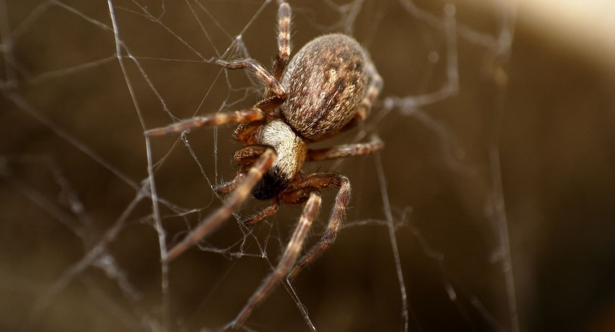Do Spiders Come Inside When It Gets Cold in St. Louis?