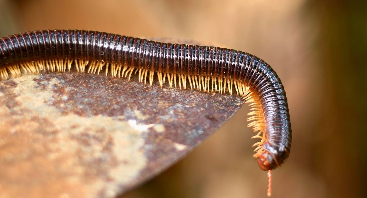 What’s with All These Millipedes?