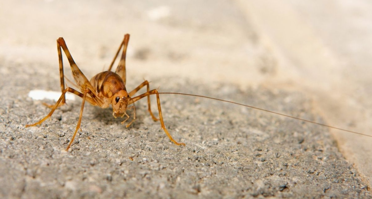 Why Are Crickets Coming Into My House This Fall?