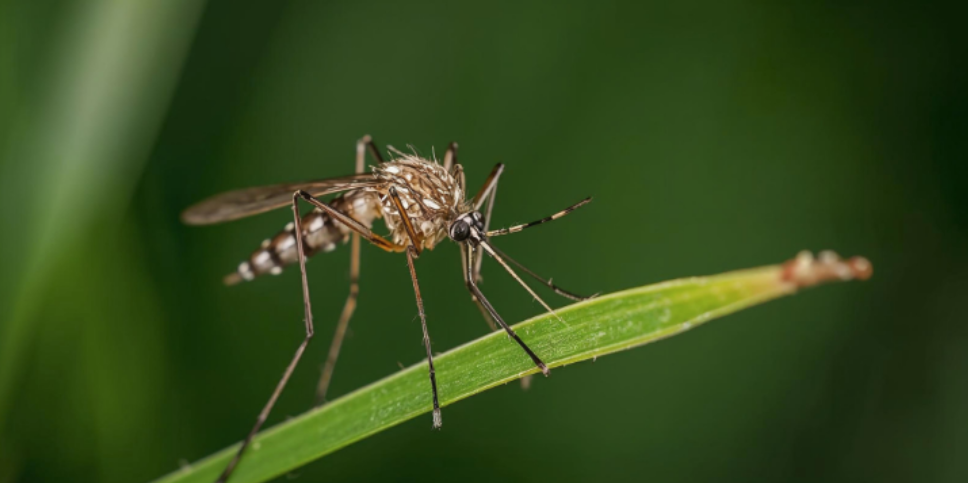 How does professional mosquito control compare to DIY?