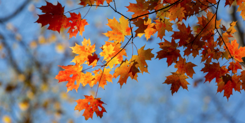 How Fall Mosquito Maintenance May Differ From Summer