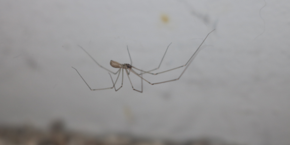 Why Are Basements in Concord Seeing More Spiders This Season?