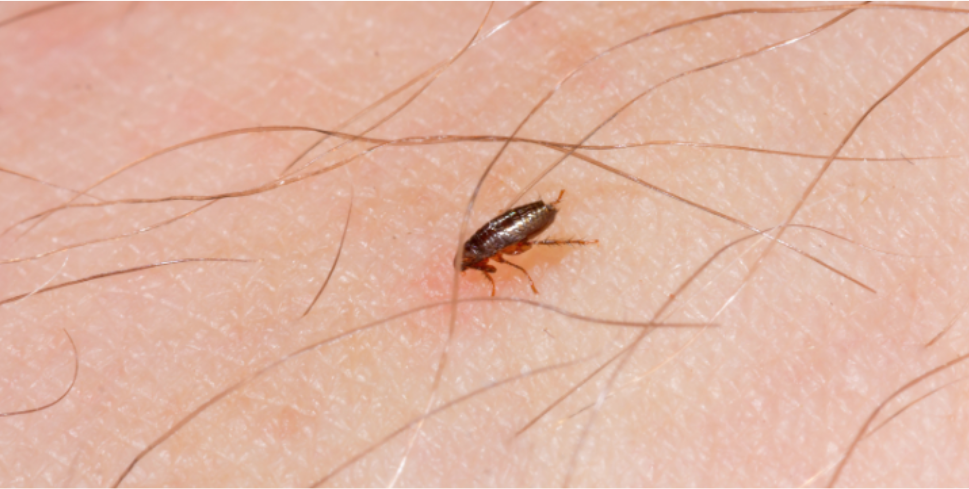 Why Fleas Flourish in Warm Dallas Shaded Lawns