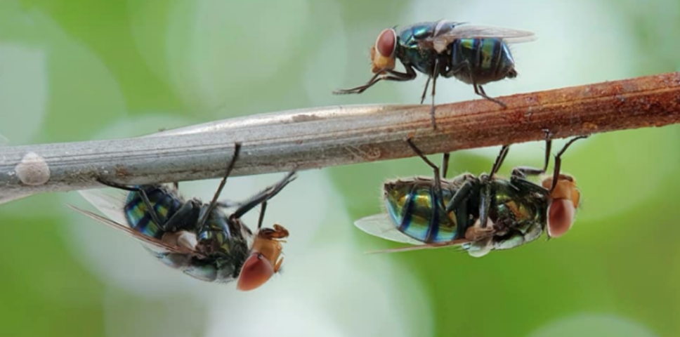 When Fly Activity Usually Builds in Virginia