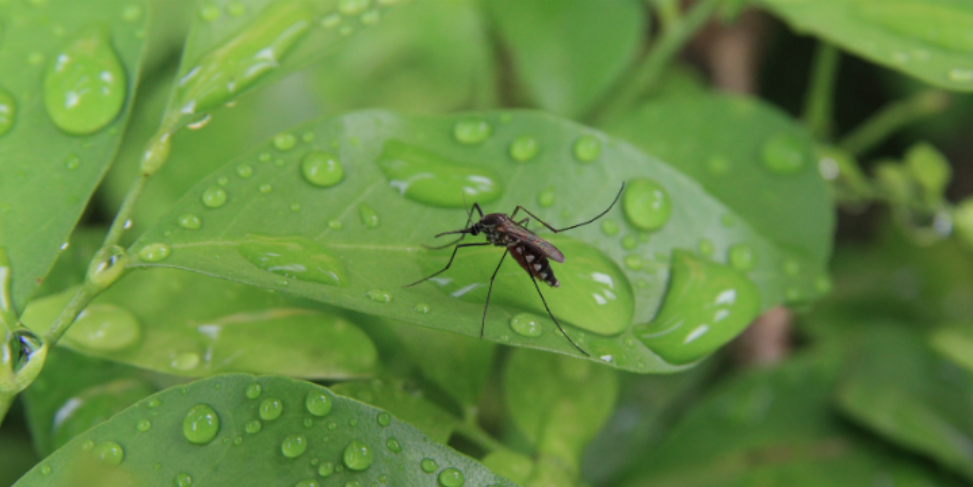 Why Mosquitoes May Still Be Biting Around Your Backyards After Summer
