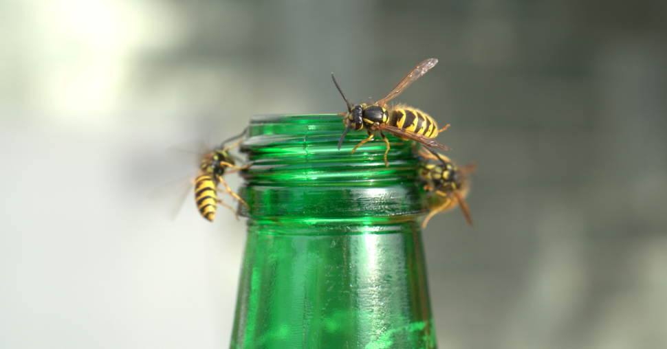What Draws Stinging Insects to Lakefront Properties?