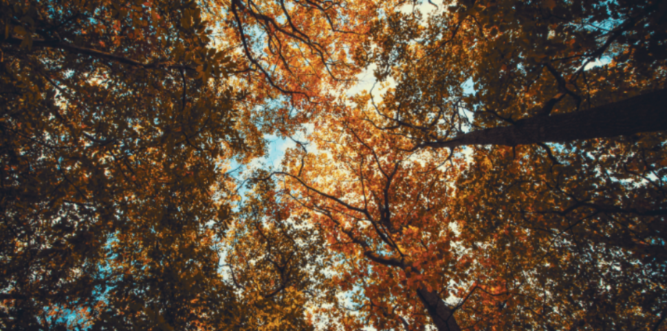 Preparing Your Home for Fall: Don't Forget Pest Prevention