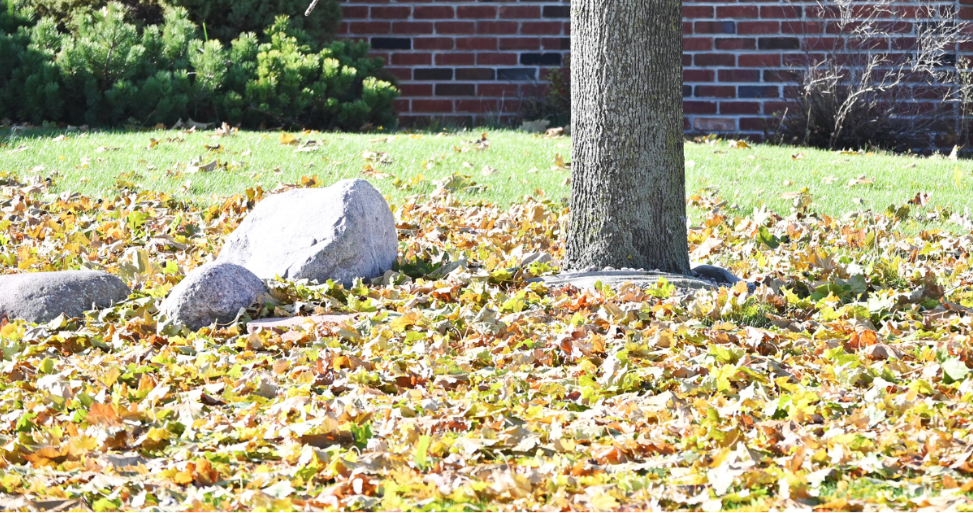 Why Mosquito Control Can Still Matter in Early Fall