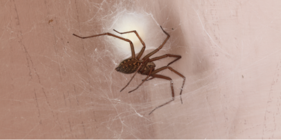What's the Best Way to Get Rid of Spiders in Coastal Communities?