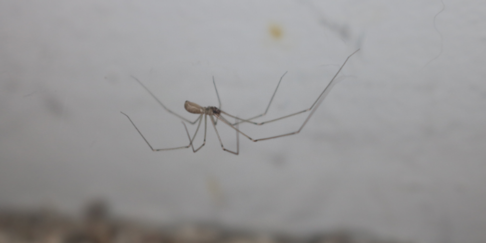 Why Do Spiders Gather Around Garages and Window Screens in Late Summer?