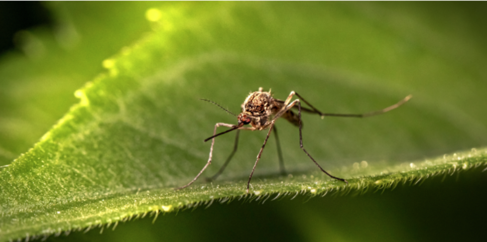 Late Season Mosquitoes: Why October Still Brings Bites in West Chester