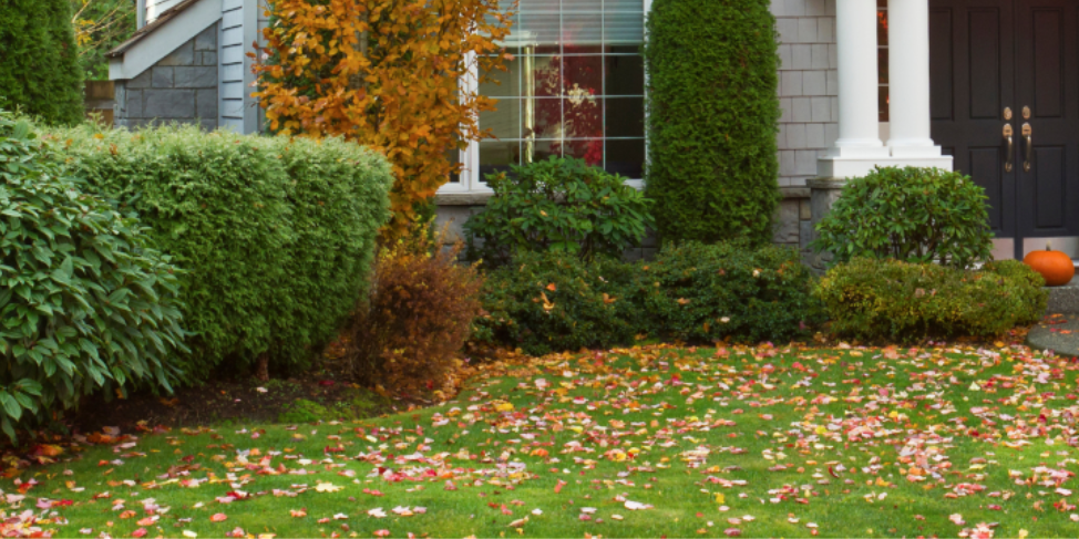 Is Your Fall Yard Attracting Pests? Here's How to Find Out