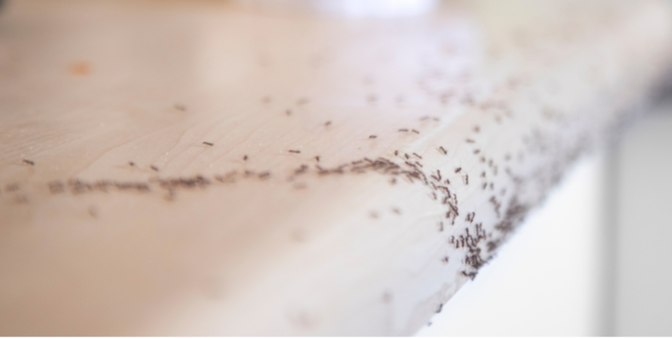 Simple Steps to Keep Ants, Spiders, and Wasps Out of Your Yard