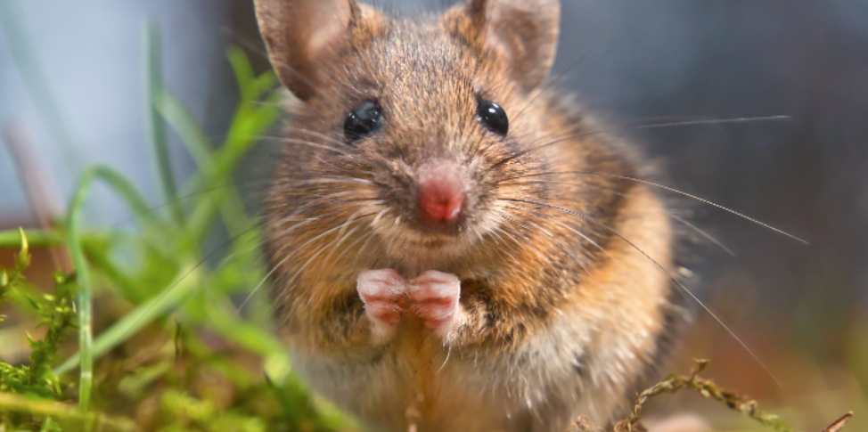 The Mouse Entry Points That Are Easy to Overlook