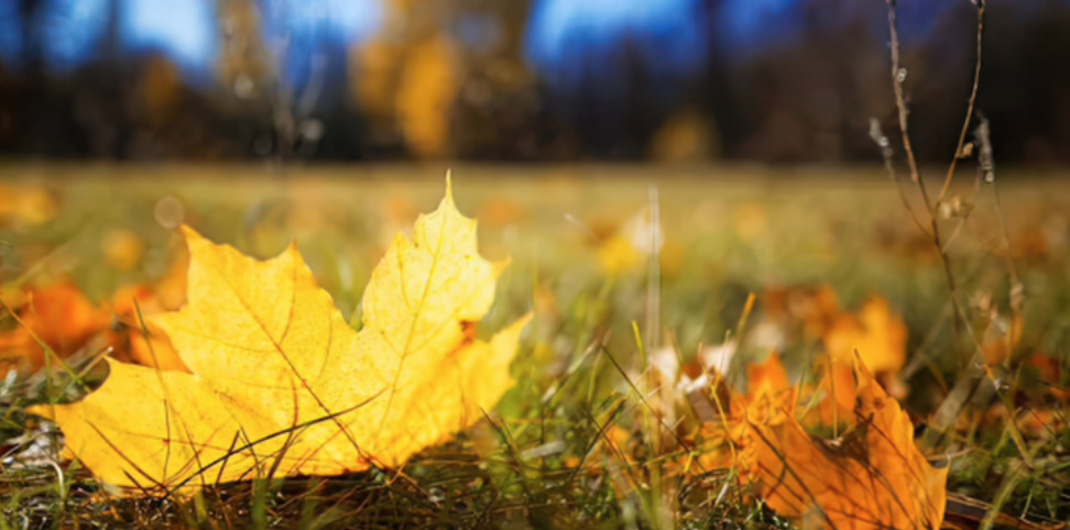 Why Fall Leaf Cleanup Can Put New Berlin Homeowners Closer to Tick Habitats