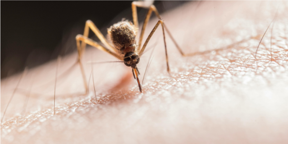 Why Mosquitoes May Still Be Biting Around Your Mauldin Home After Summer Ends