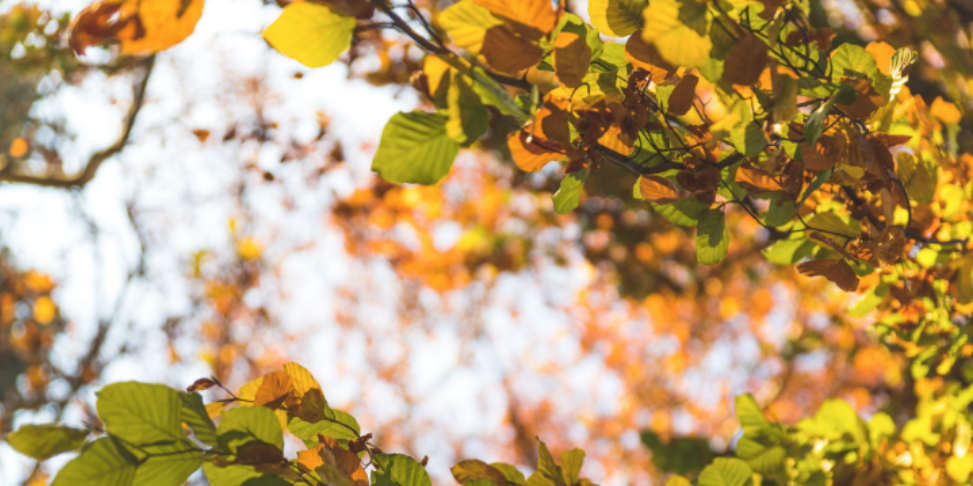 Why Fall Is the Best Time to Inspect Your Brighton Home for Pest Entry Points