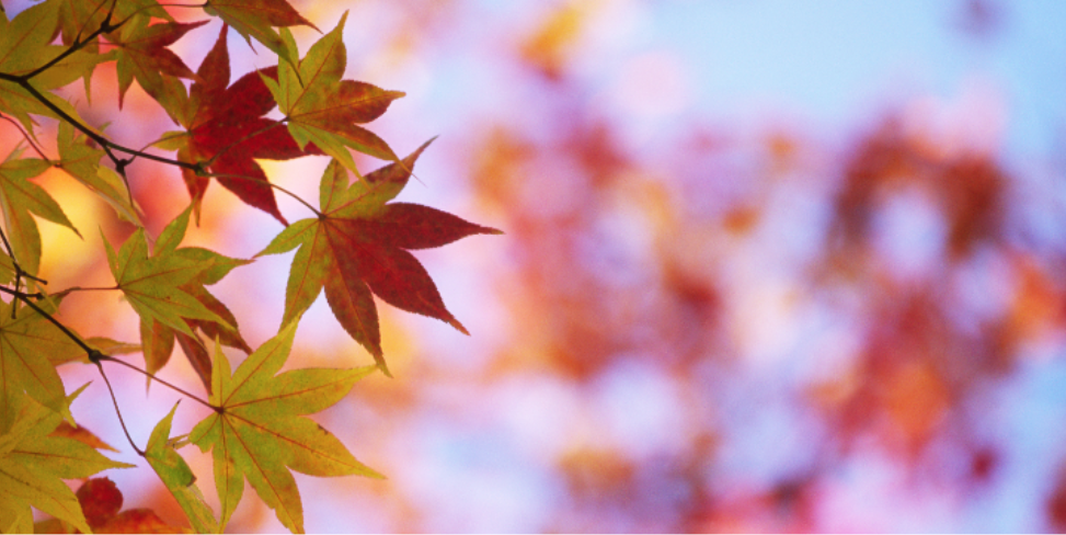 Why Cooler Weather Doesn't Always Mean Pest Season Is Over in Cary