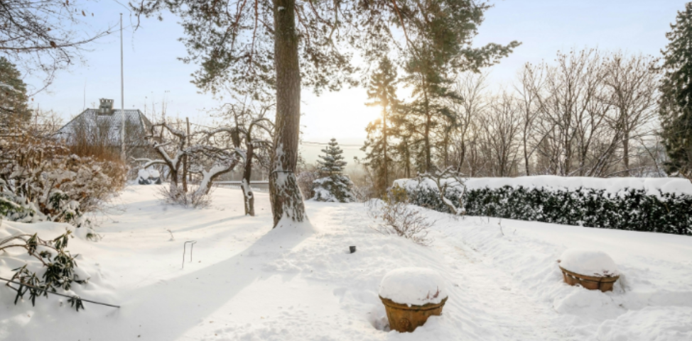 Why Omaha Winters Don't Automatically End an Indoor Flea Problem