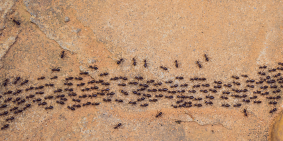 How to Prevent Ants From Moving Closer to Your Southern Pines Home This Fall
