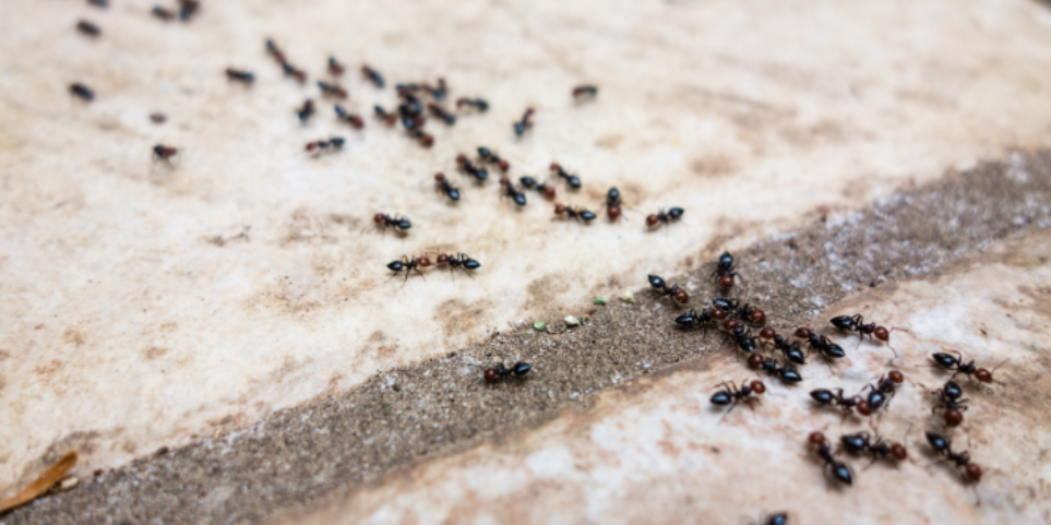 Why Are Ants Still Showing Up Around Asheboro Homes After Summer?