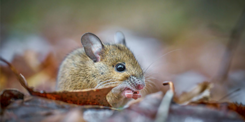How to Identify Small Rodent Entry Gaps Around Westford Homes