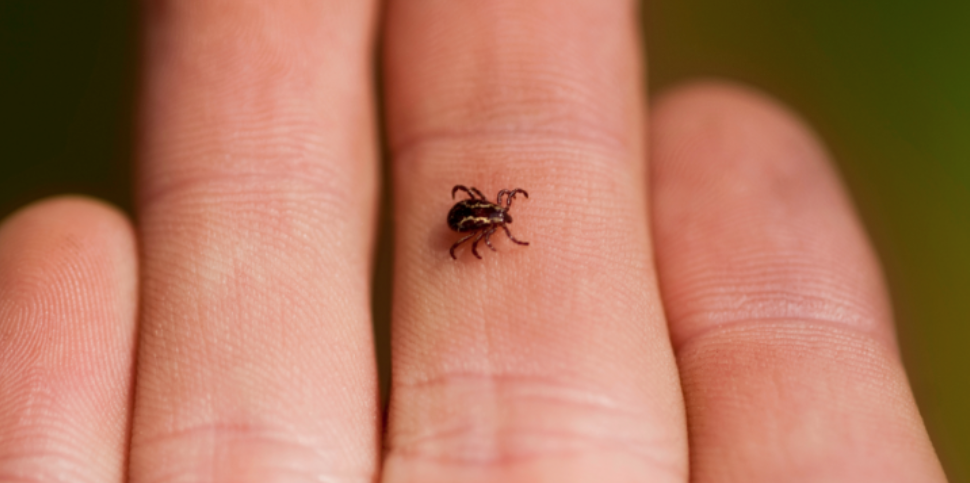 How to Spot and Prevent Ticks on South Bend Properties
