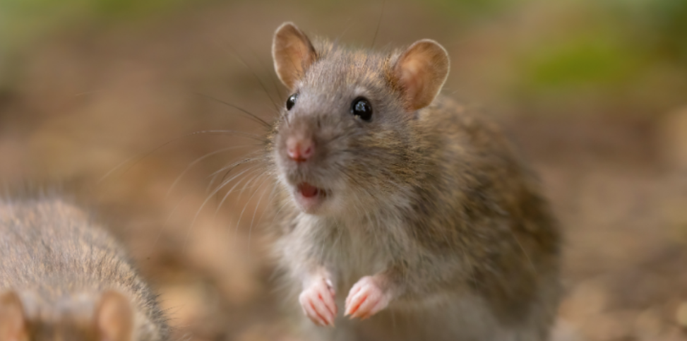 When Keswick Rodent Prevention Matters Most