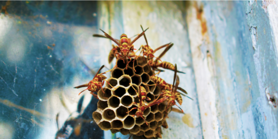 Why Yellow Jackets Feel More Aggressive in Late Summer