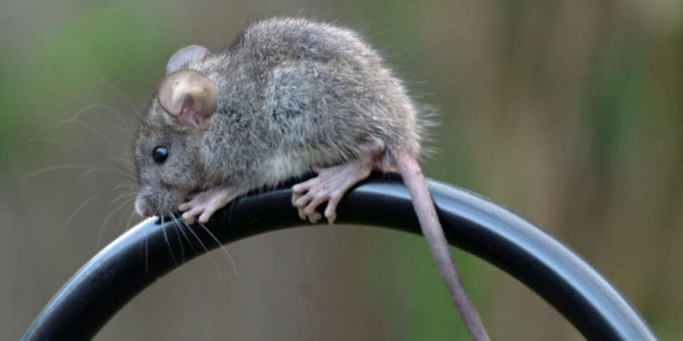 Why Rodent Pressure Often Rises as Fall Arrives
