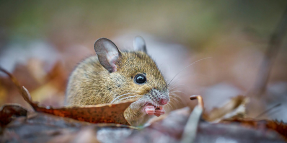 Structural Rodent Entry Points in Syosset Homes