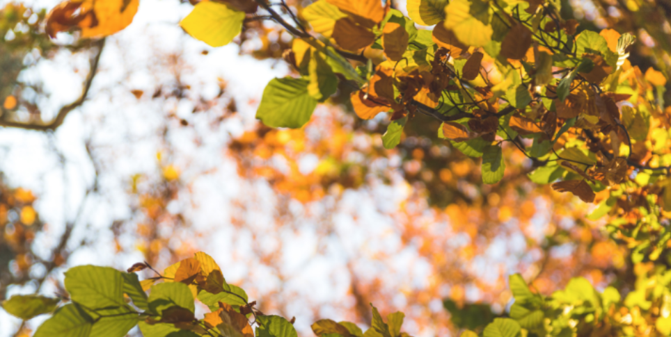 Preparing Your St. Cloud Home for Late-Summer Crawling Pests
