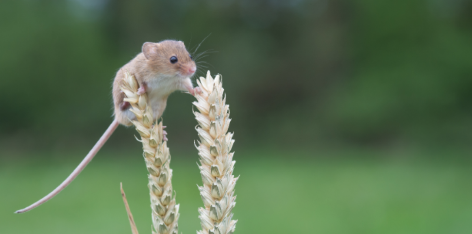 How Skillman Agriculture Attracts Rodents
