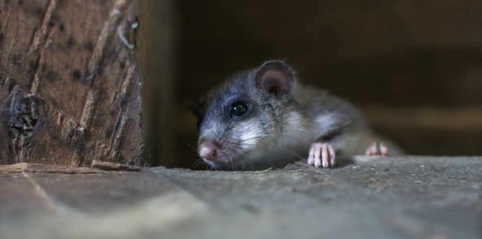 Early Signs of Rodents in Your Attic or Ceilings