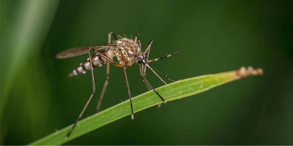 Why Hermantown Mosquito Pressure Can Feel Non-Stop in Summer