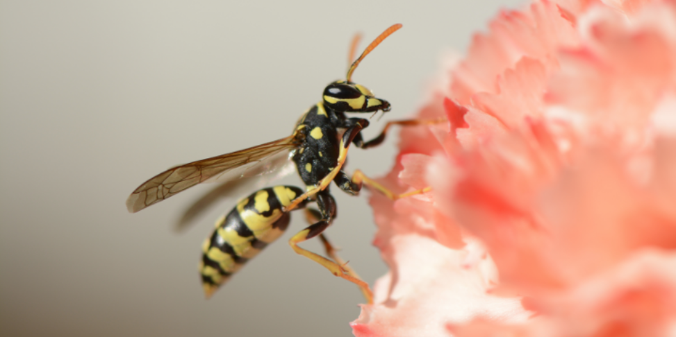 How Late-Summer Yard Gatherings and Sweet Scents Attract Aggressive Wasps in Bedford