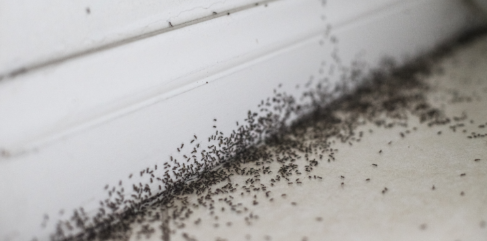 Fenton, MI Ant Control: Common Ants and How to Manage Them