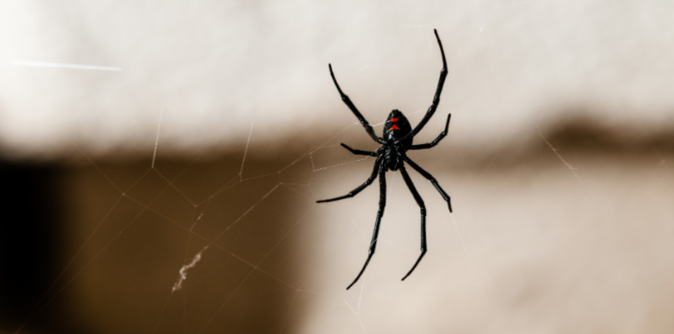 Do Spiders Come Inside More Often During the Fall? What Jeffersontown Homeowners Should Know