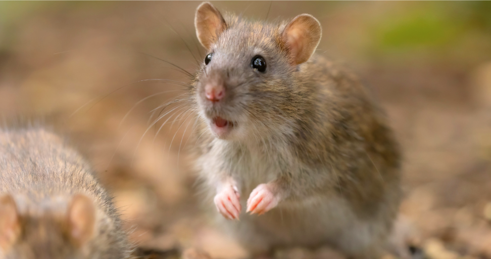 Common Entry Points Mice Use in Locust Grove Lake Homes