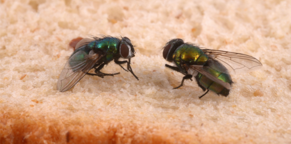 How to Keep Flies Away From Your Greenville Backyard Gatherings This Fall