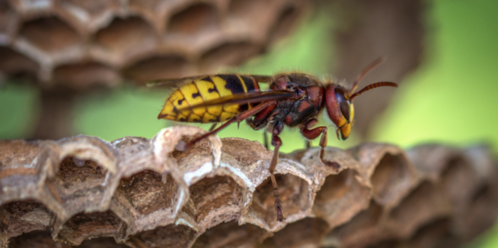 Why Wasps Get Aggressive Around Decks on Warm Fall Days