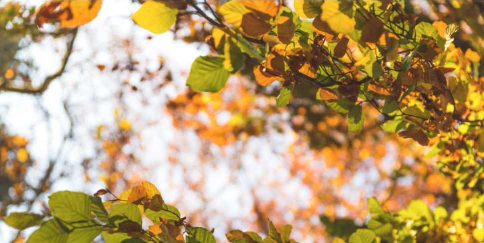 Why Changing Fall Weather Can Change Pest Activity Around Versailles Homes
