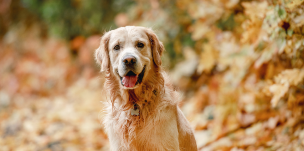 Fall Tick Prevention Tips for Edmond Families and Pet Owners