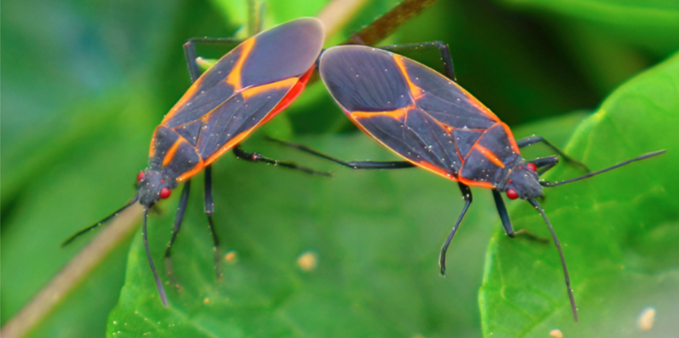 How to Keep Boxelder Bugs From Getting Inside Your Waukesha Home