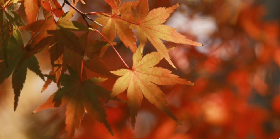 What Pests Should You Watch for Around Your Ionia Home This Fall?