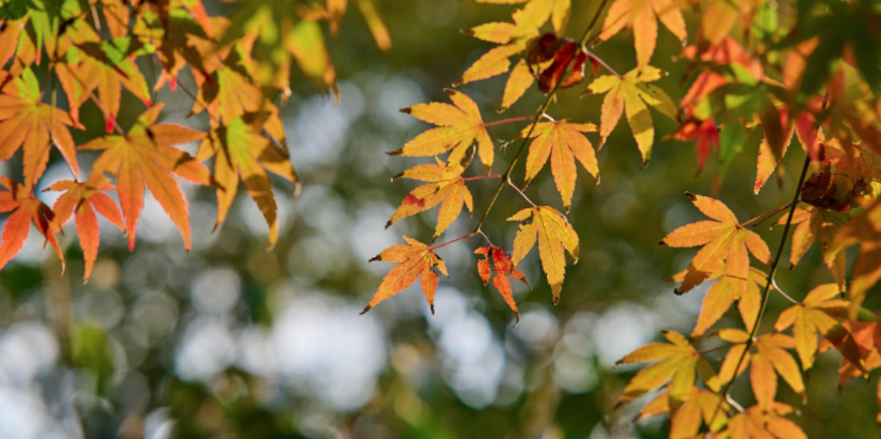 The Fall Pests Wisconsin Homeowners Should Watch for This September and October