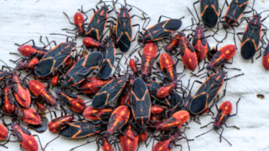 Why Are Boxelder Bugs Everywhere Around My Utah Home This Fall?