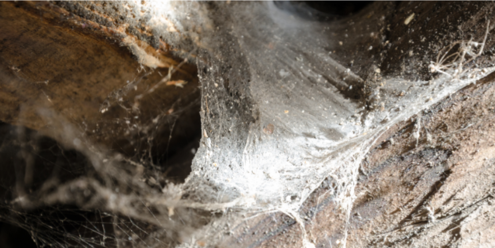 How to Spot Spider Activity in Your South Lyon Basement, Garage, and Attic